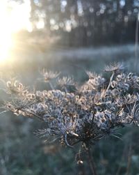 Close-up of dried plant on field