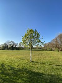 Trees on field against clear blue sky