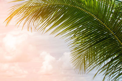 Close-up of palm tree leaves against sky