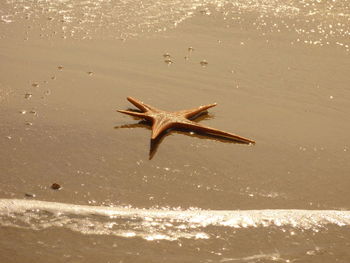 Dead starfish on shore at beach during sunny day