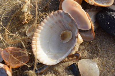 Close-up of seashell on beach