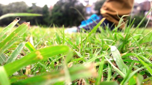 Close-up of grass growing on field