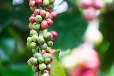 Close-up of berries growing on plant