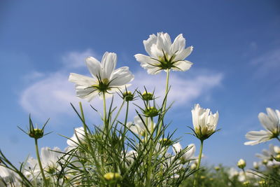 Close-up of white flowering plant against sky