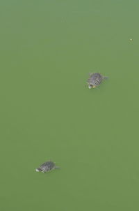 Close-up of turtle swimming in water