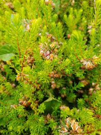 Close-up of insect on plant