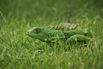 Close-up of iguana on grass