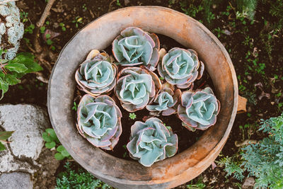 High angle view of succulent plant on clay pot.