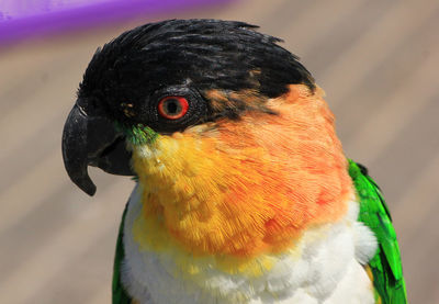 Close-up of a bird