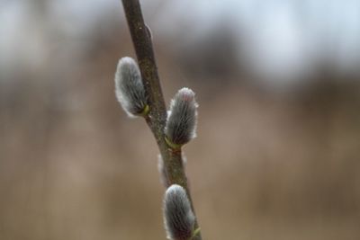 Close-up of flower buds growing on twig