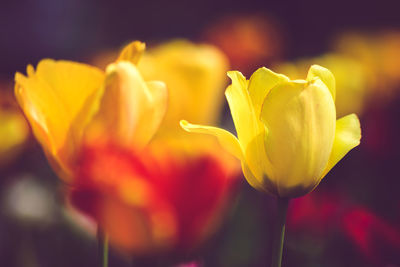 Close-up of yellow flowers