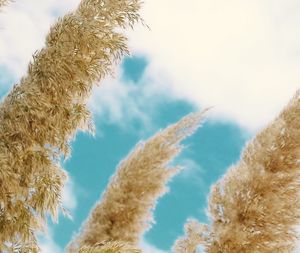 Low angle view of trees against blue sky