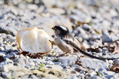 Close-up of bird perching on ground