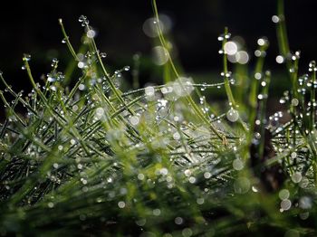 Close-up of water drops on leaf