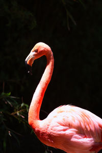 flamingo