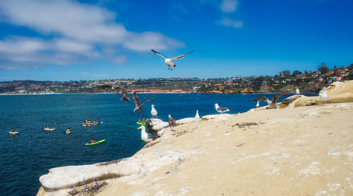 Seagulls flying over beach against sky