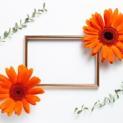 Close-up of orange daisy against white background