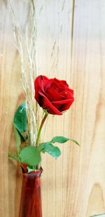 Close-up of red rose in vase