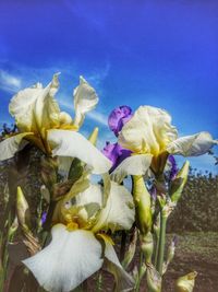 Close-up of fresh yellow flowering plant against blue sky