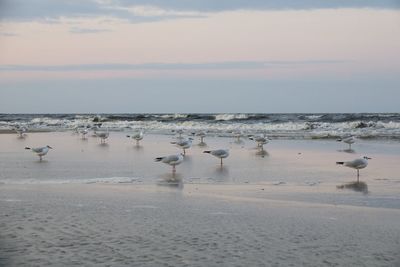 Flock of seagulls on beach