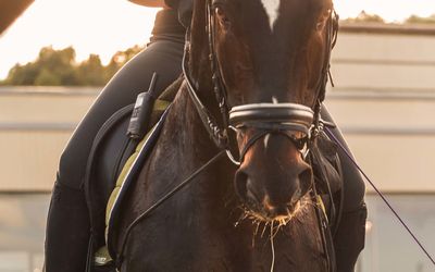 Midsection of person sitting on horse