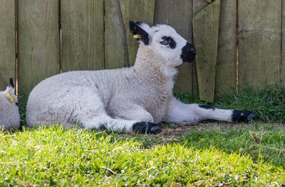 View of lamb resting on field