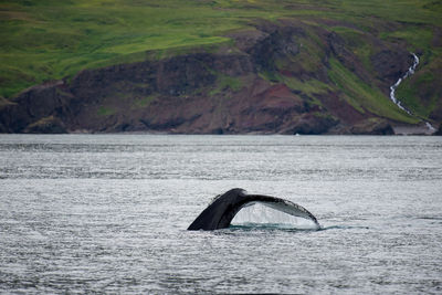 Whale swimming in sea