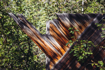 Broken wood amidst trees in forest