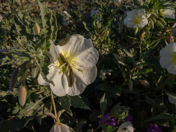 Close-up of white flowering plant