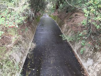 View of trees along road