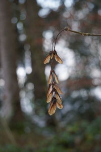 Close-up of dry leaves hanging on plant