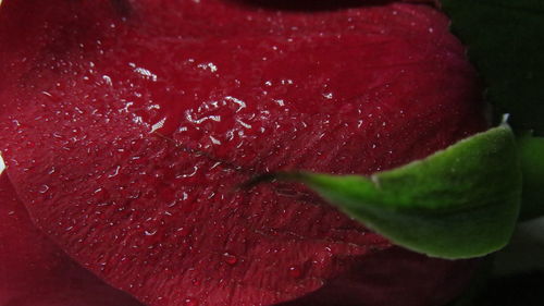 Close-up of wet red flower