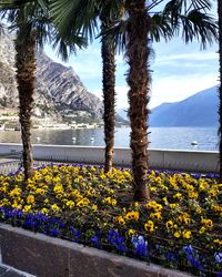 Yellow flowering plants by sea against sky