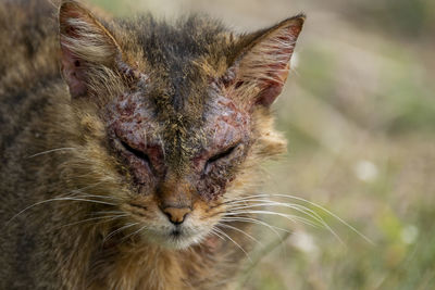 Close-up of cat