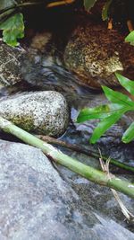 Close-up of plants growing in water