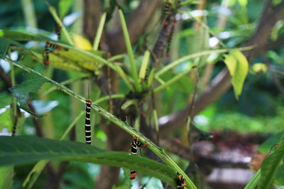 Close-up of caterpillar on plant