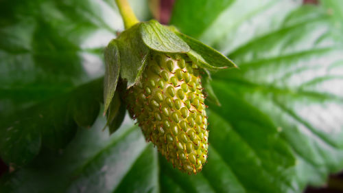 Close-up of green leaf