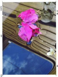 Close-up of purple flowers