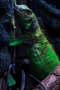 Close-up of green lizard