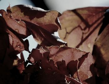 Close-up of dry leaves