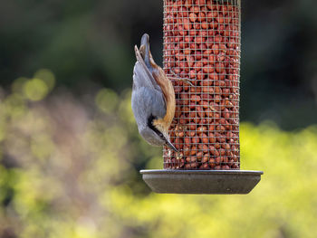 Close-up of bird perching on feeder