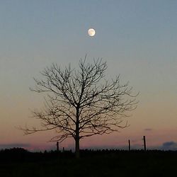 Bare trees on landscape at sunset