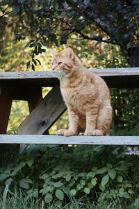 Orange tabby cat outdoors