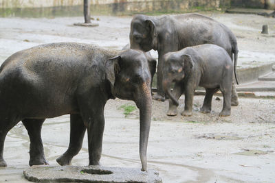 View of elephant