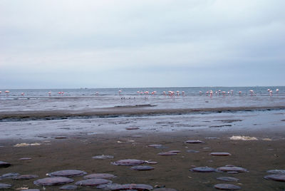 Scenic view of beach against sky