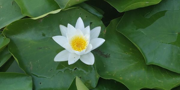 Close-up of lotus water lily in pond