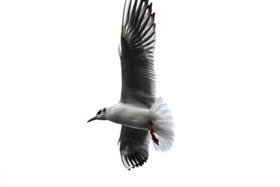 Low angle view of seagull flying