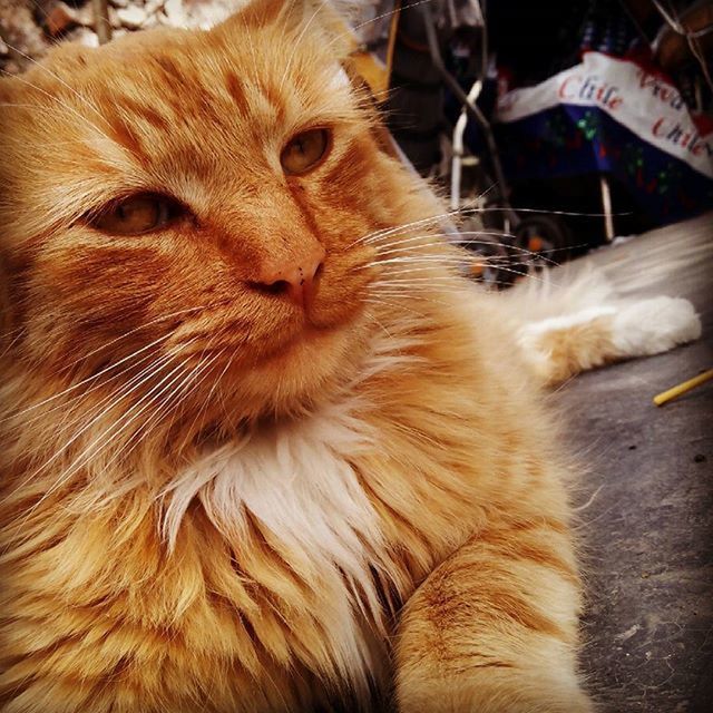 animal themes, mammal, domestic cat, domestic animals, pets, one animal, cat, feline, whisker, close-up, relaxation, animal head, indoors, looking away, brown, no people, portrait, focus on foreground, alertness