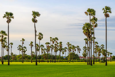 Palm trees on field against sky viewpoint dong tan sam khok , pathum thani, thailand