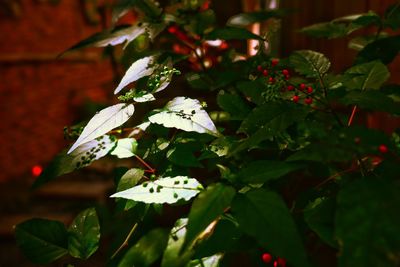 Close-up of white flowering plant